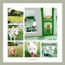 Dog Space Rangsit ฝากน้องสุนัขที่นี่อุ่นใจมาก นอนห้องแอร์ วิ่งเล่นสนาม รับฝากสุน...