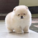 เพศผู้อายุ 45 วันสายเลือดแชมป์