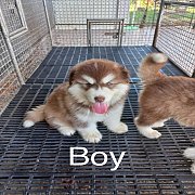 ลูก Alaskan malamute หาบ้านค่ะ