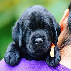 ลูกสุนัขลาบราดอร์