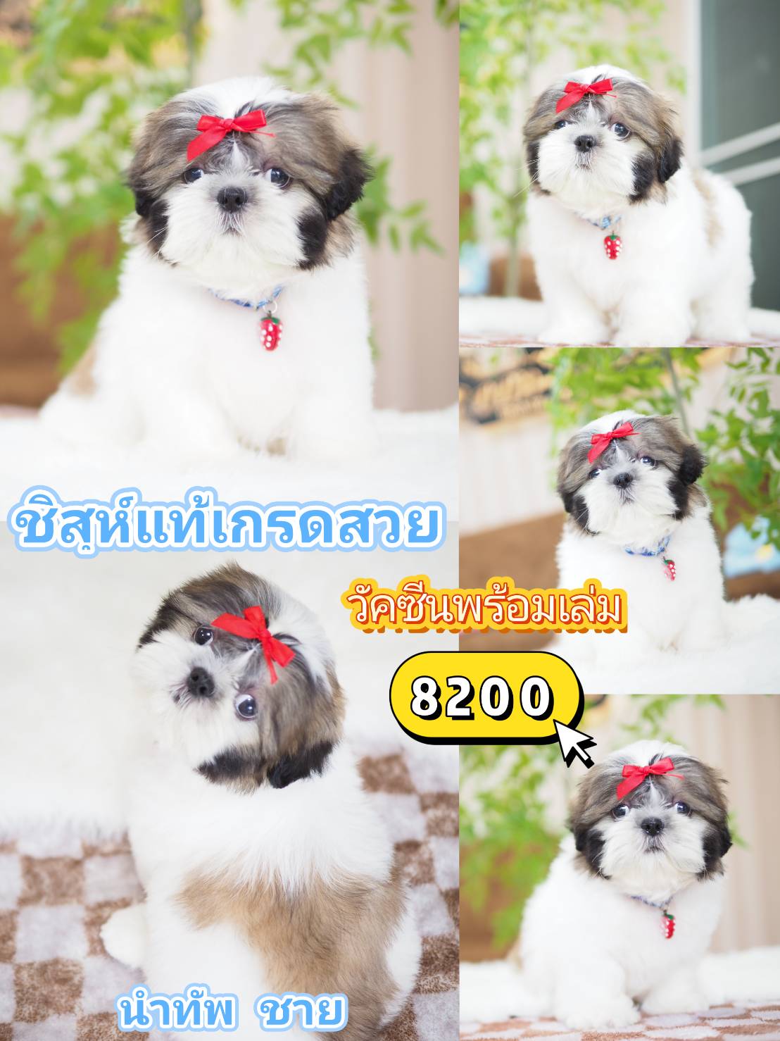 ชิสุห์แท้