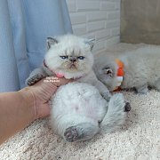 น้องพบรัก เอ็กโซติกช็อตแฮร์ สีหิมาลายัน บลูพ้อย Exotic shorthair colourpoint Him...