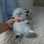 น้องเพียงรัก เอ็กโซติกช็อตแฮร์ สีหิมาลายัน บลูลิ้งพ้อย Exotic shorthair colour p...