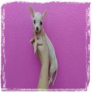 น้องข้าวจี่ ชิวาว่า ขาว มีบริการจัดส่ง