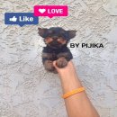 น้องสโนว์วี่ เพศผู้ สายเลือดแแชมป์USA-ไทย ไซร์เล็ก(น้องได้บ้านใหม่แล้วจร้า) ขนแน...