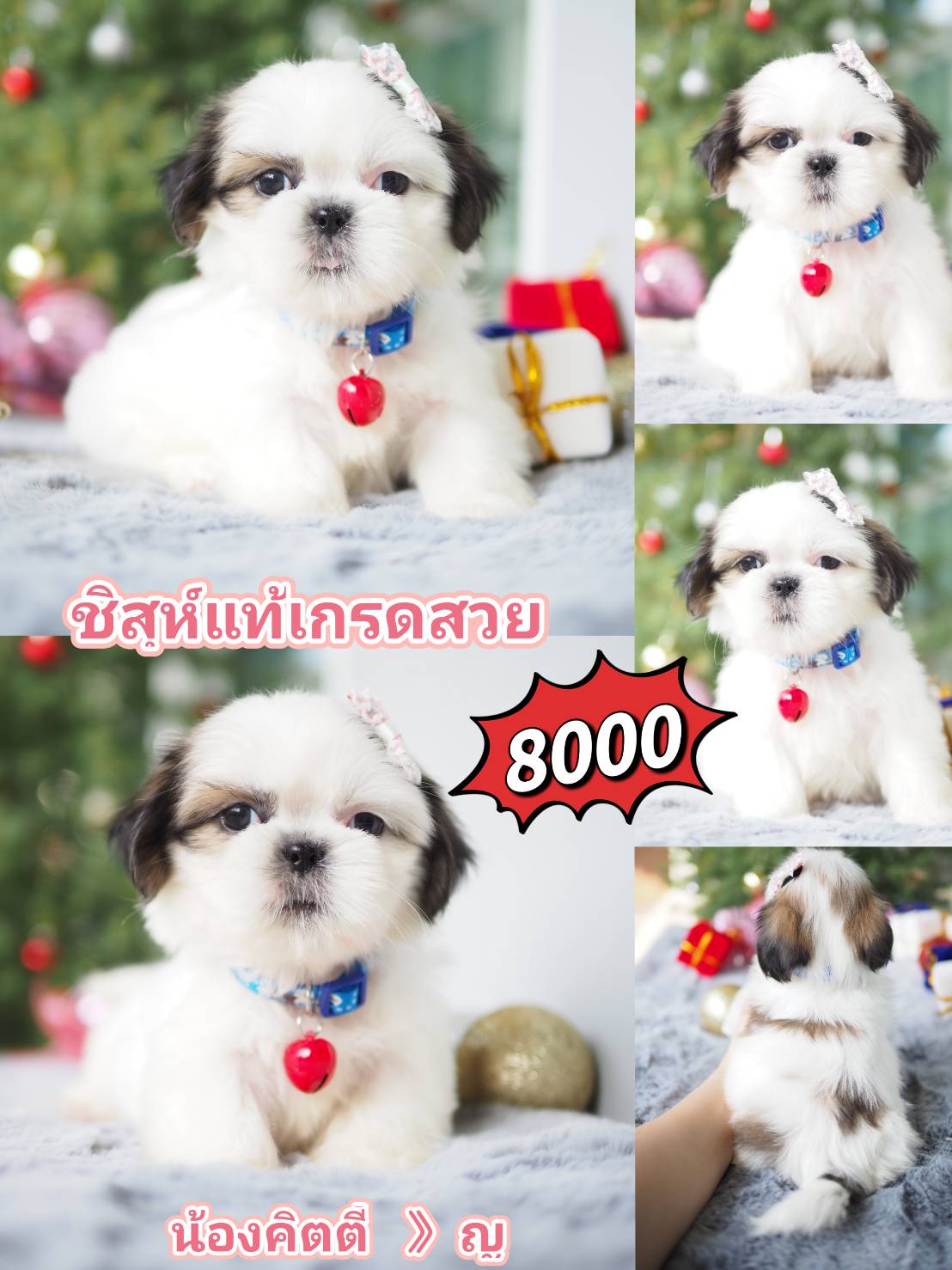 กิ๊ฟซ่าของแท้ @kibzaa เท่านั้น