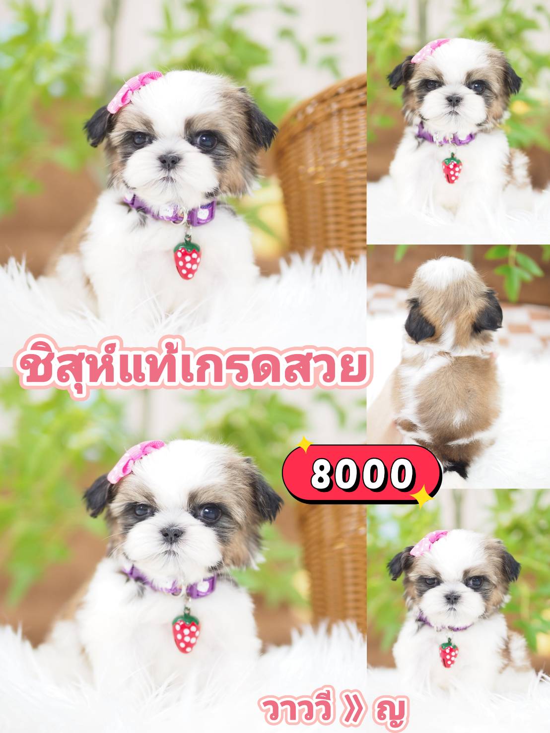 Shihtzu