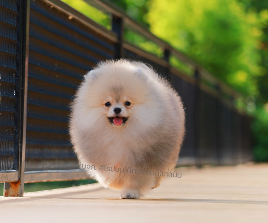 ปอมแท้ ปอมหน้าหมี HRM-10784 เพศชาย สีส้ม ตัวจิ๋วตัวเล็ก แก้มอ้วน น่าฟัดมาก ๆ ตอน...