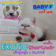 เด็กหญิง ลูกแมวเอ็กซ์โซติกช็อตแฮร์ หิมาลายัน Exotic shorthair (colour point) Him...