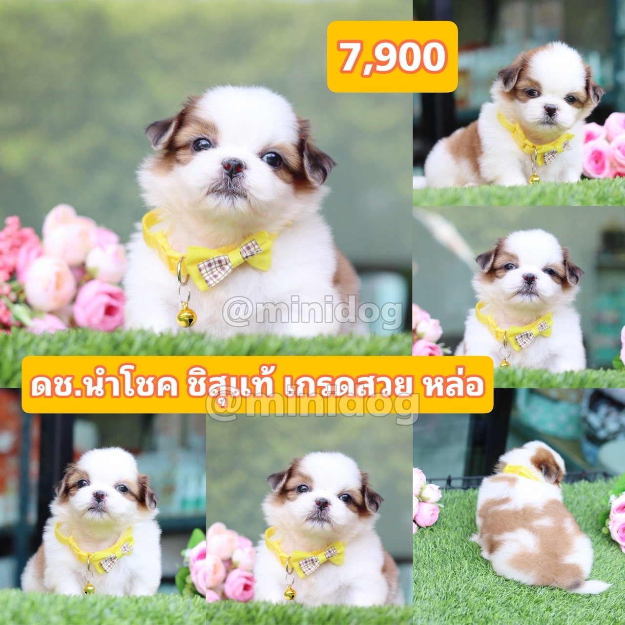 ชิสุแท้เกรดสวย