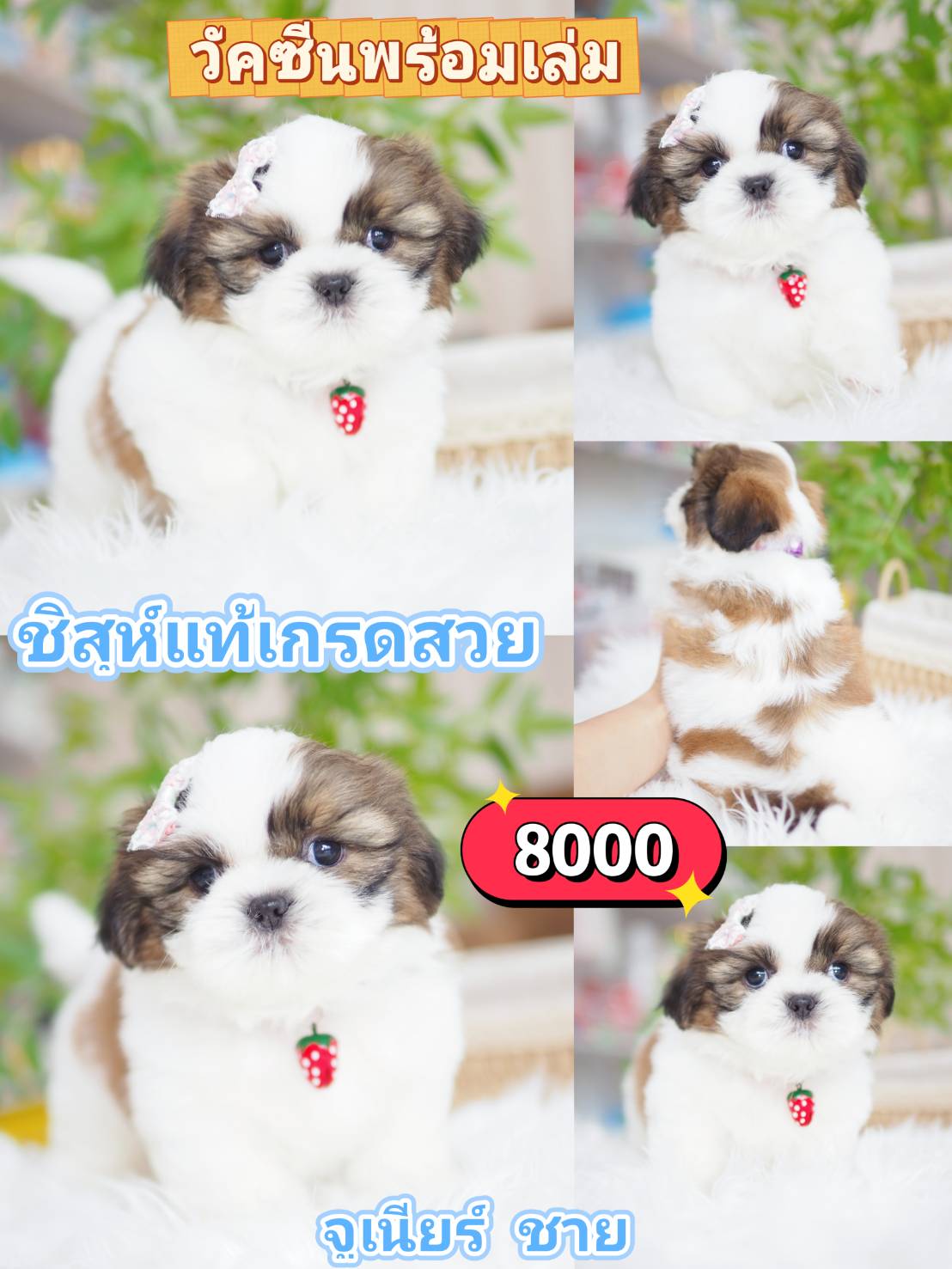 Shihtzu