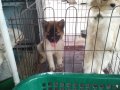 ขายลูกสุนัขบางแก้วผุ้1อายุ40วัน2700