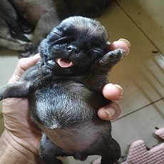 ปั๊กแท้ แถวเดอะมอลล์โคราช จอง4เหลือ1 0803766777