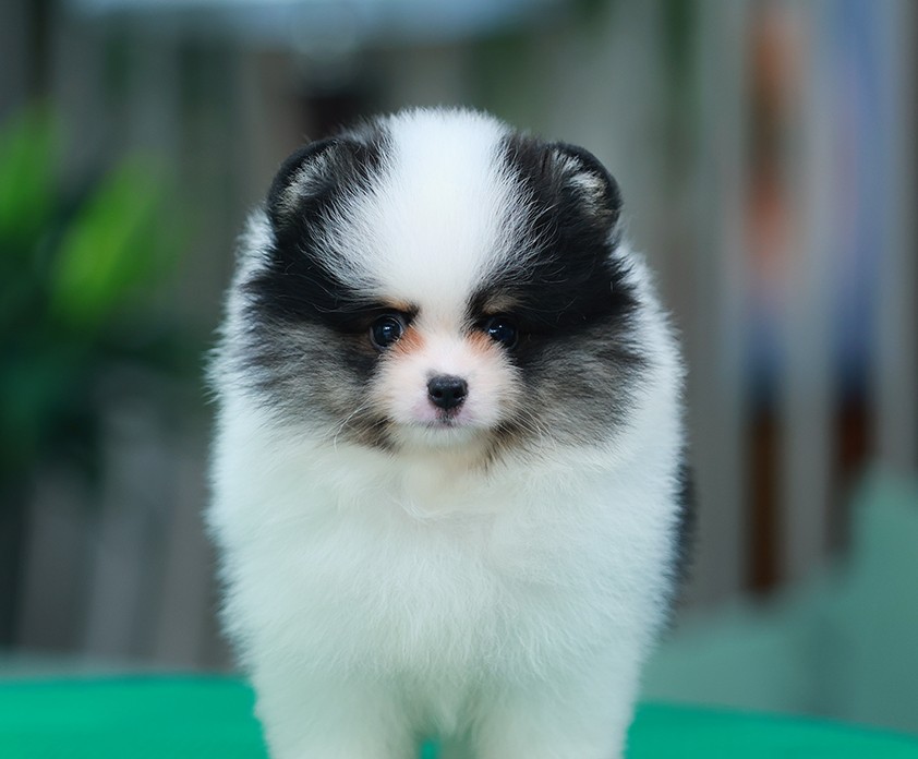 ปอมหน้าหมี ปอมแท้ ปอมเมอเรเนียน HRF-26226 เพศหญิง สีไตรคัลเลอร์ อายุ 2 เดือน ตัว...