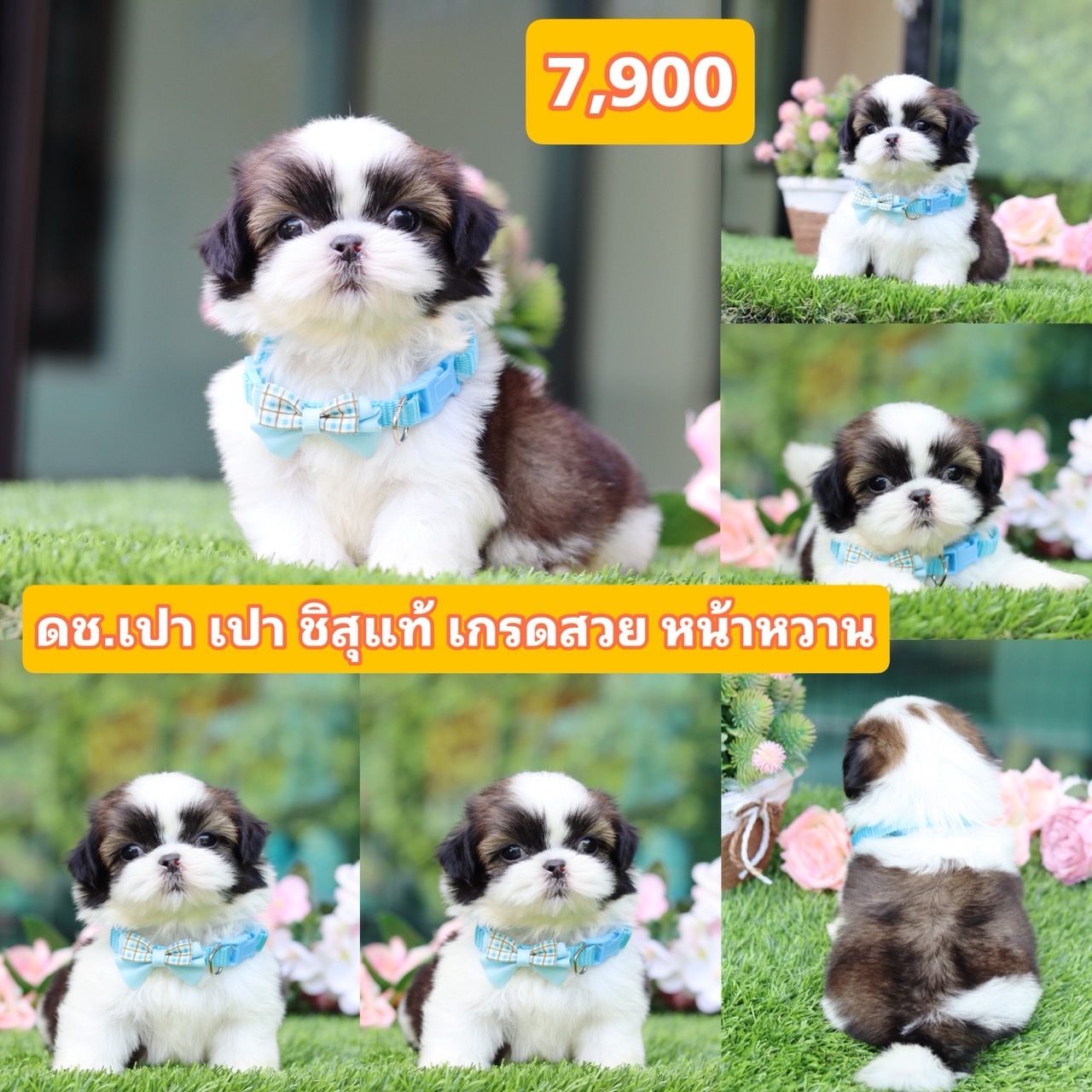 ชิสุแท้เกรดสวย