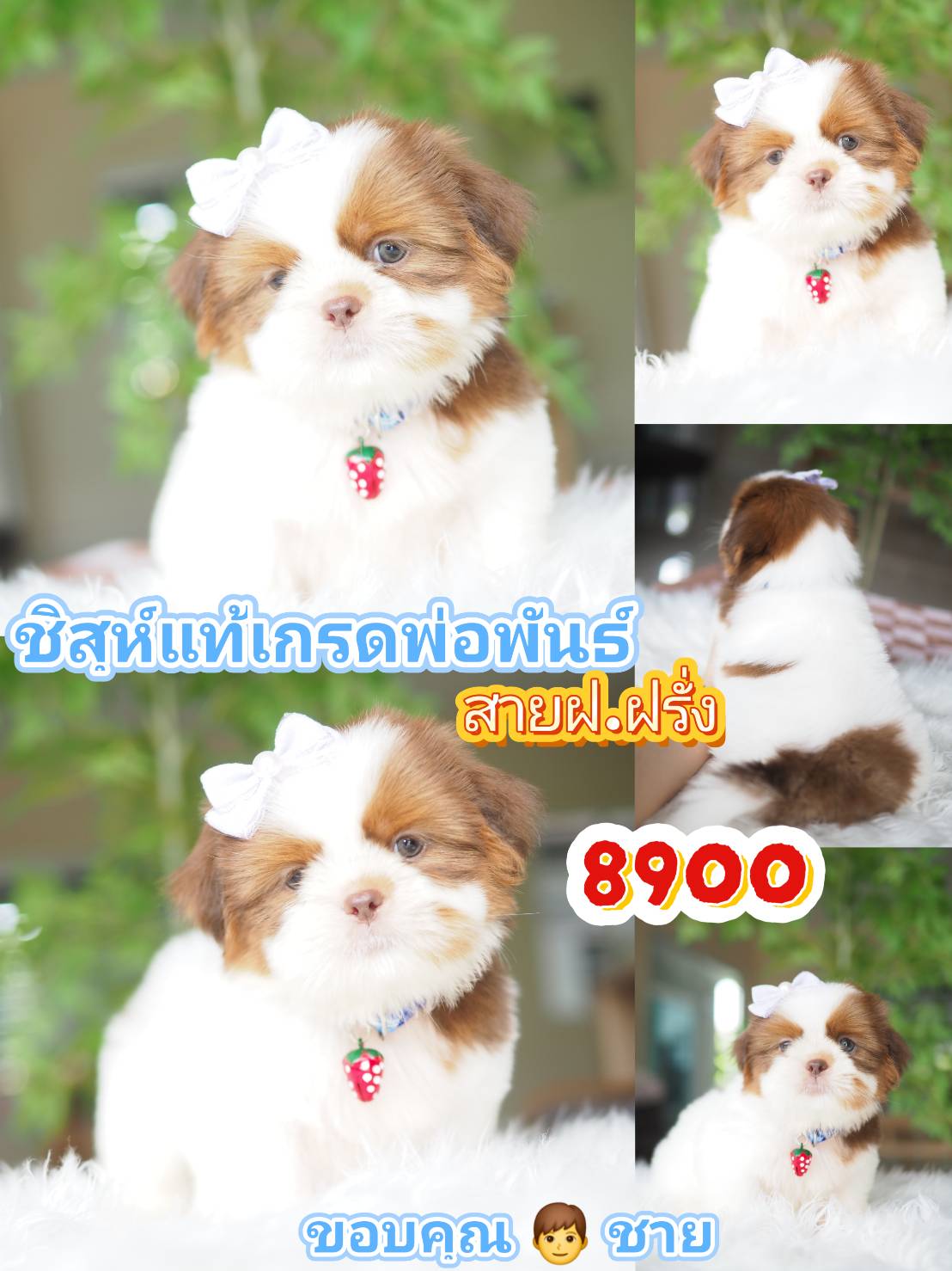 Shihtzu