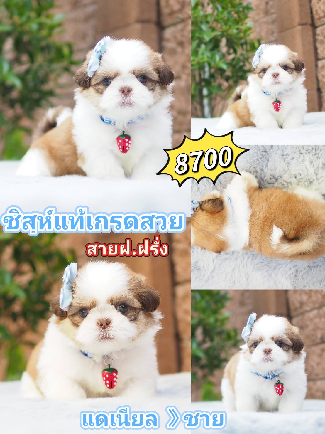 Shihtzu