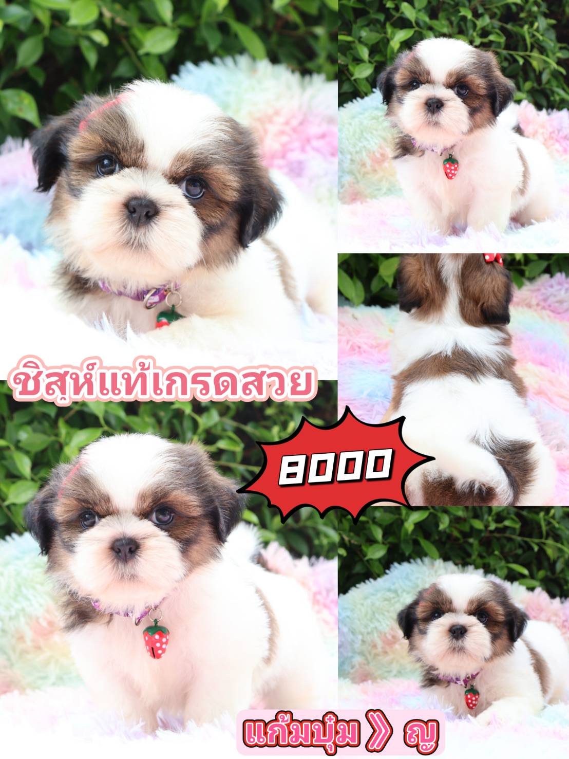 Shihtzu  kibzaa