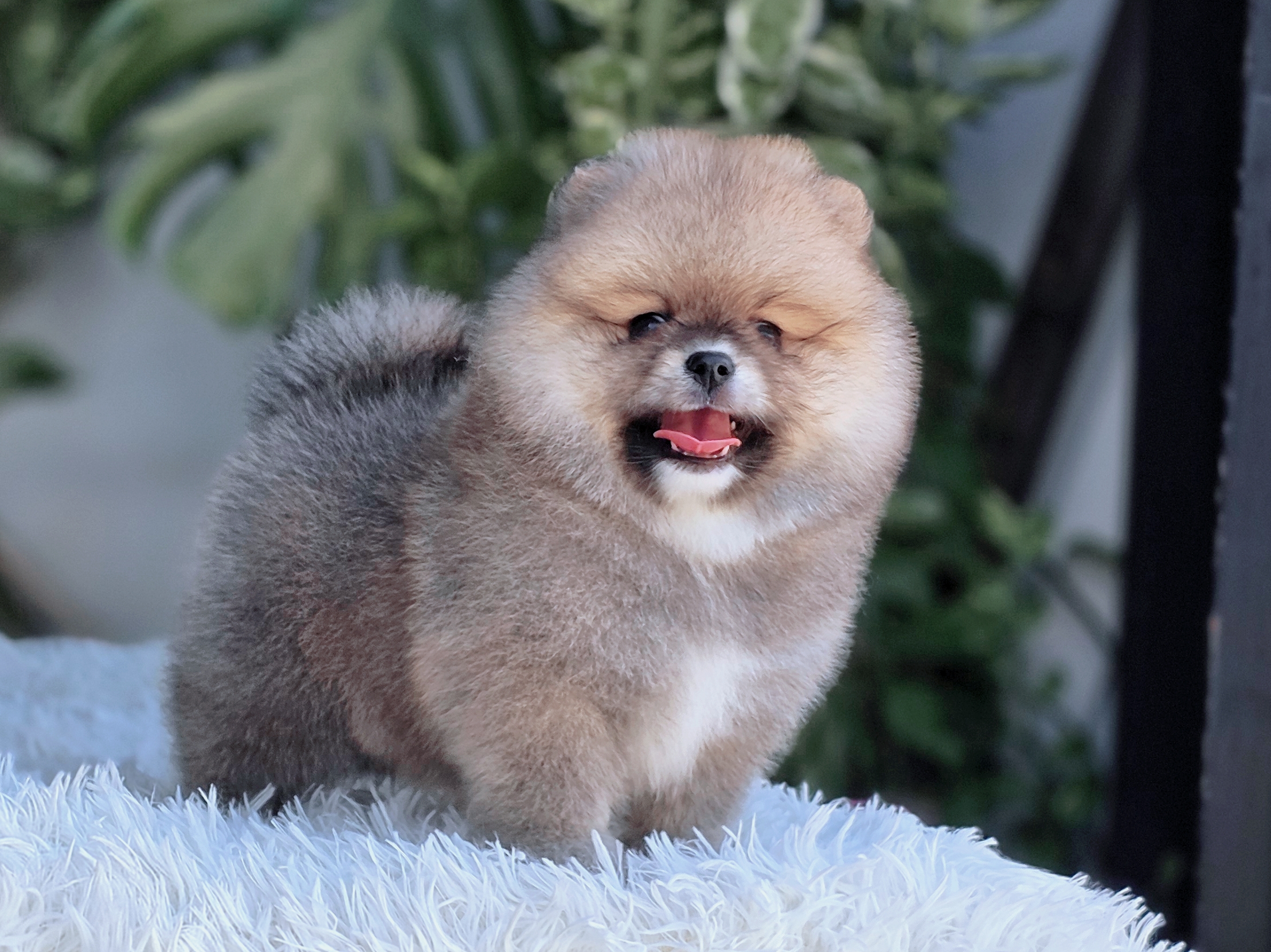 น้องโนเบลปอมแท้หน้าหมีเพศเมีย