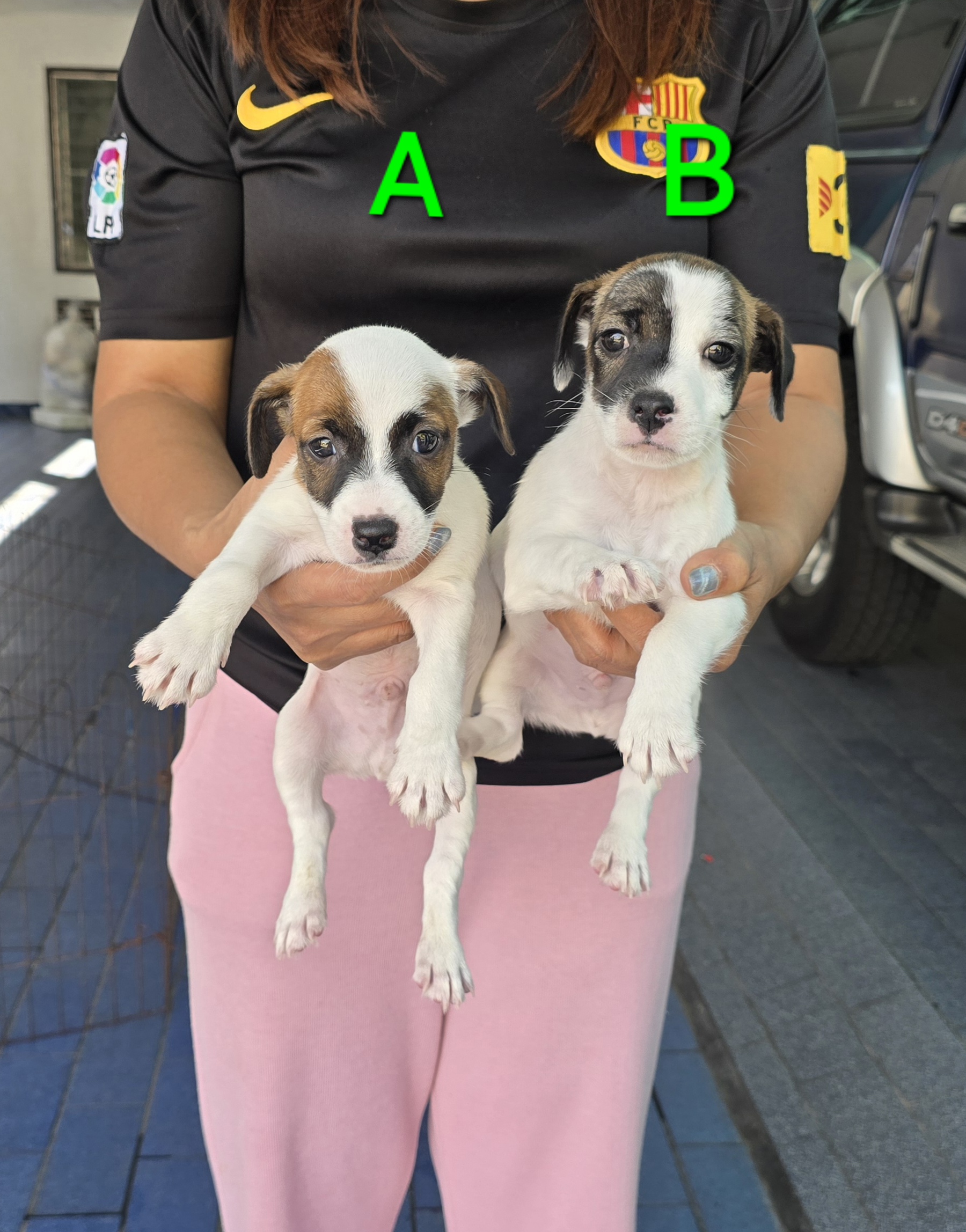 ลูกสุนัขแจ็ค รัสเซลล์ สายพันธุ์แท้ เพศผู้ ชุดที่ 2 ฉลาด เลี้ยงง่าย จาก kankarncl...