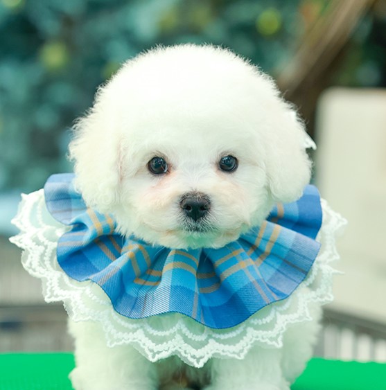 BCM-85602 บิชองฟรีเซ่ เพศผู้หน้ากลมสีขาวนวล ตากลม น่ารัก สนใจน้องสอบถาม Line:@he...