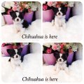 [Chihuahua Is Here] ขนยาว สีแฟนซี มาร์คหน้ากาก (SOLD)