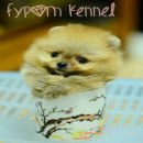 FYPOM KENNEL ขายน้อง Bargo T-Cup เพศชาย สีส้ม ขนแน่น โครงสร้างดี มีใบเพ็ดดิกรี 