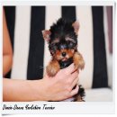 [Doozie-Deeva's Yorkies] ขายลูกยอร์คเชียร์ “น้องไดมอน" (Diamon) ยอร์คเพศเมี...