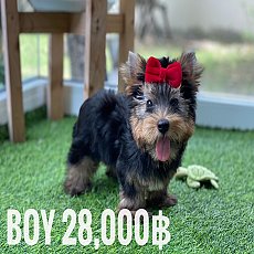 น้องฮิโระ ยอร์คเพศผู้ ไซด์ทอย อายุ2เดือน ขนแน่นๆ สีแบลคแทน ใบเพ็ดเต็มใบ ❤️ԅ...