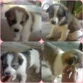 น้องหมาบางแก้ว