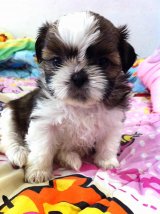 ชิสุทอยแท้ ตัวเล้ก น่ารัก ผู้ 1 เมีย 1 