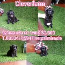 ปอมผสมชิวาว่าเพศผู้คะ 2800 พร้อมย้ายบ้านนะคะ