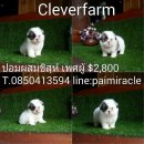 ชิสุห์ผสมปอมเพศผู้พร้อมฉีดวัคซีนแล้วเพียง 2800 พร้อมย้ายบ้าน