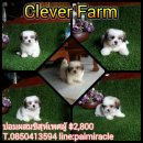 ชิสุห์ผสมปอมพร้อมถ่ายพยาธิและฉีดวัคซีนเพียง 2800 พร้อมย้ายบ้านนะคะ
