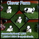 ชิสุห์ผสมปอมเพศผู้เพียง 2800 พร้อมถ่ายพยาธิและฉีดวัคซีน ราคาต่อรองได้นะคะ