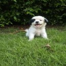 ชิสุน์ผสมชิวาวา  เพศ เมีย   โทร 0875159665 จ.สุพรรณบุรี