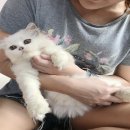 ลูกแมวเปอร์เซียแท้ เพศเมีย สีขาวล้วน