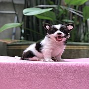 ชิวาวาขนยาว ด่วนวันนี้ 2,800฿ พร้อมส่งคะ