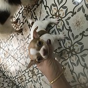 ชิวาว่าขนสั้น 3500