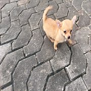 ชิวาวาผสมปอม 2800