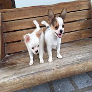 ชิวาวขนยาวแท้ น่ารัก