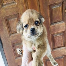 ชิวาวาแท้ น่ารัก 