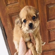 ชิวาวาแท้ ผุ้ น่ารัก