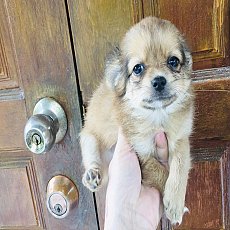 ชิวาวาแท้ ขนยาว  ผุ้ 2