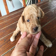 บพุเเดิ้นน่ารัก