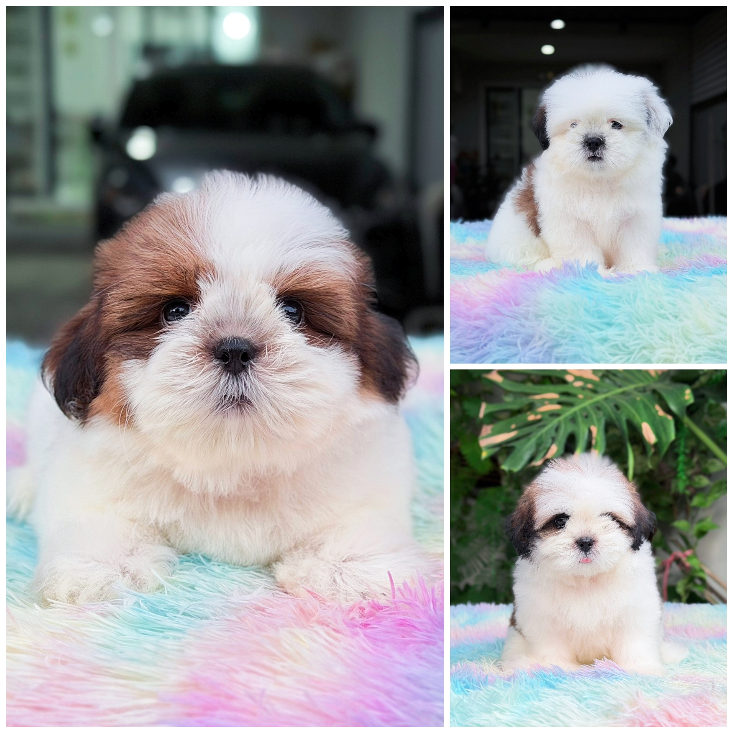 ชิสุแท้พร้อมย้ายบ้านมีบริการส่ง