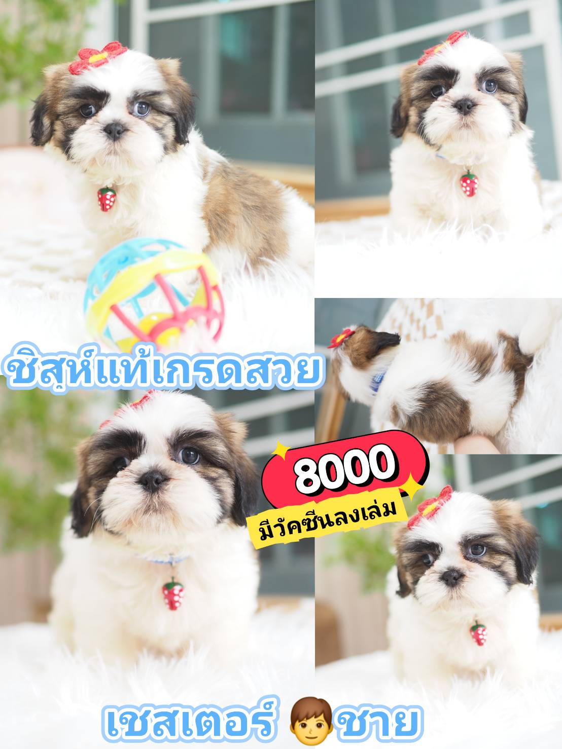 กิ๊ฟซ่าชิสุ ❤️ กทม