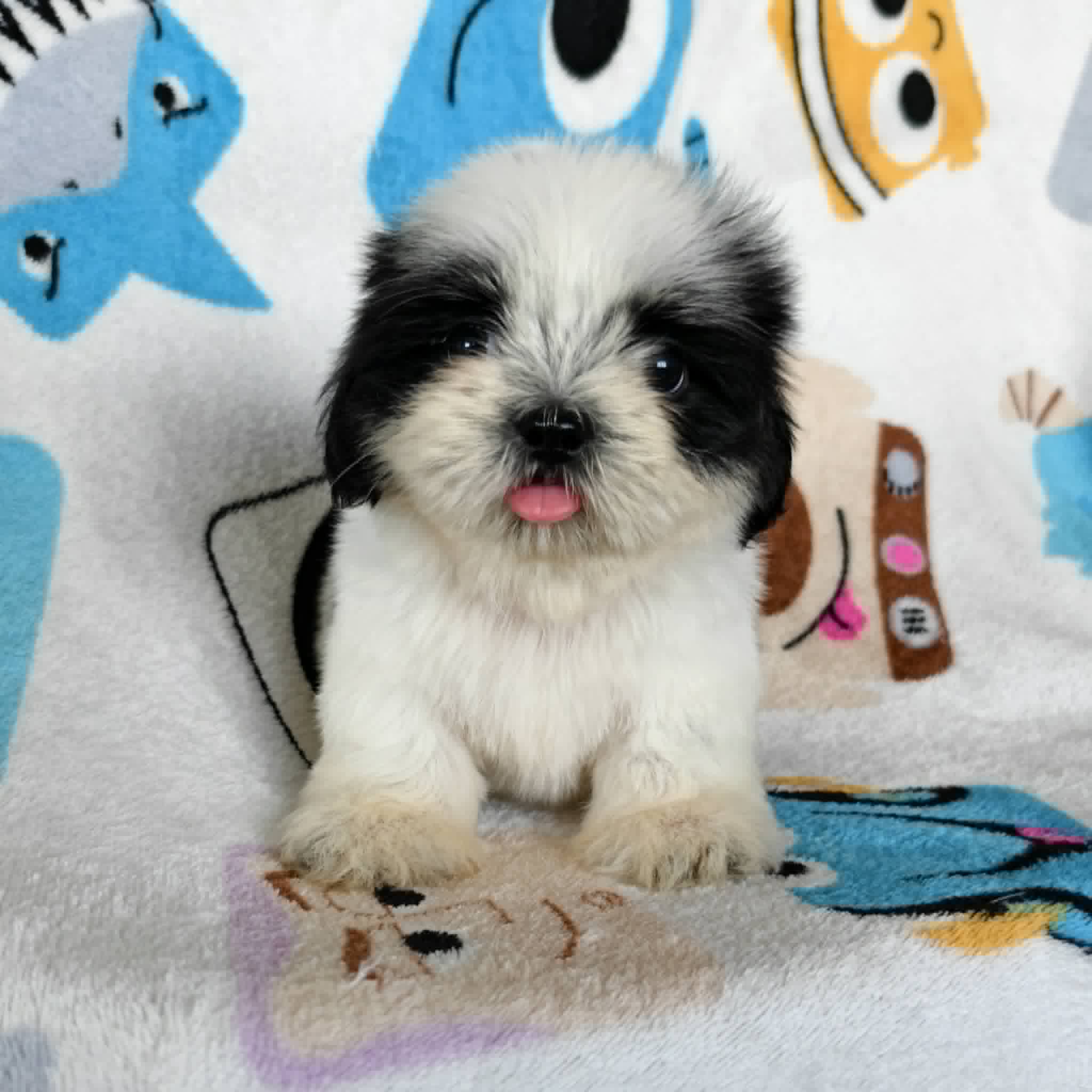 ชิสุแท้ขาวดำ3900.- ส่งฟรีกทม.มีปลายทาง line:: happyshihtzu4289