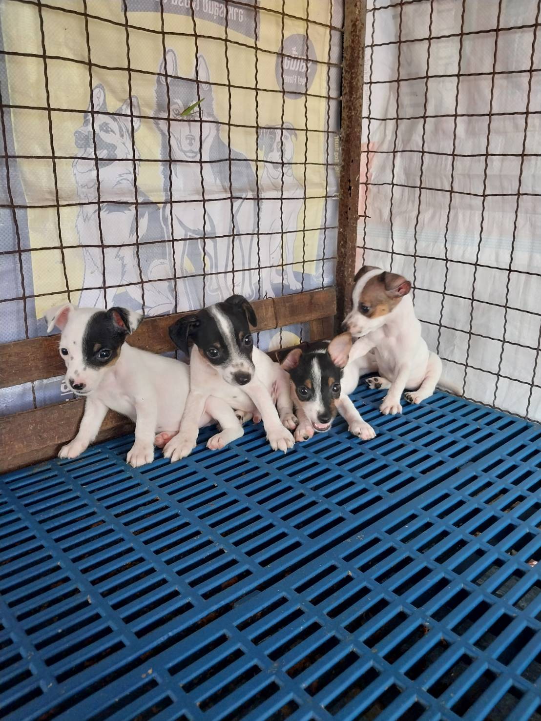ลูกสุนัขแจ๊ครัสเซลล์พันธุ์แท้ ราคาตัวละ 4900 บาท