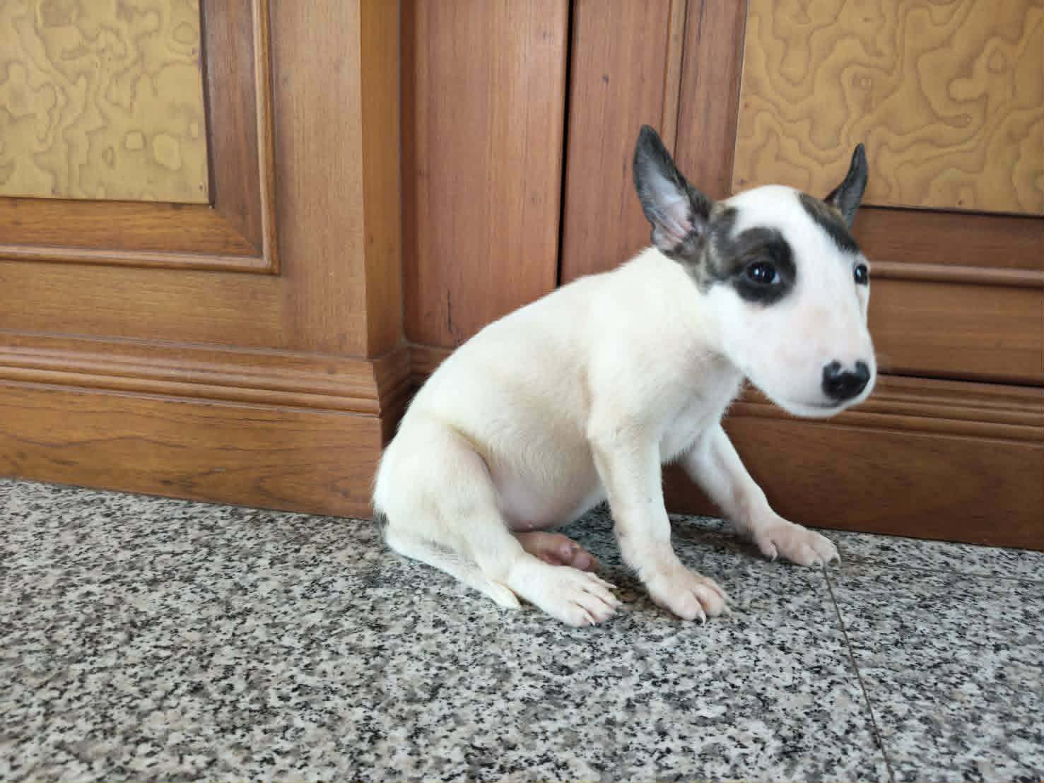 Standard Bull Terrier (สแตนดาร์ด บูลเทอร์เรีย)